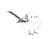 鳥画像